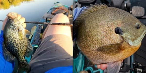 How To Catch More Panfish From A Kayak This Summer