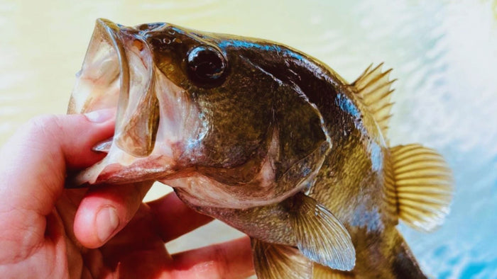5 Proven Pond Baits For Catching Bass In The Summer