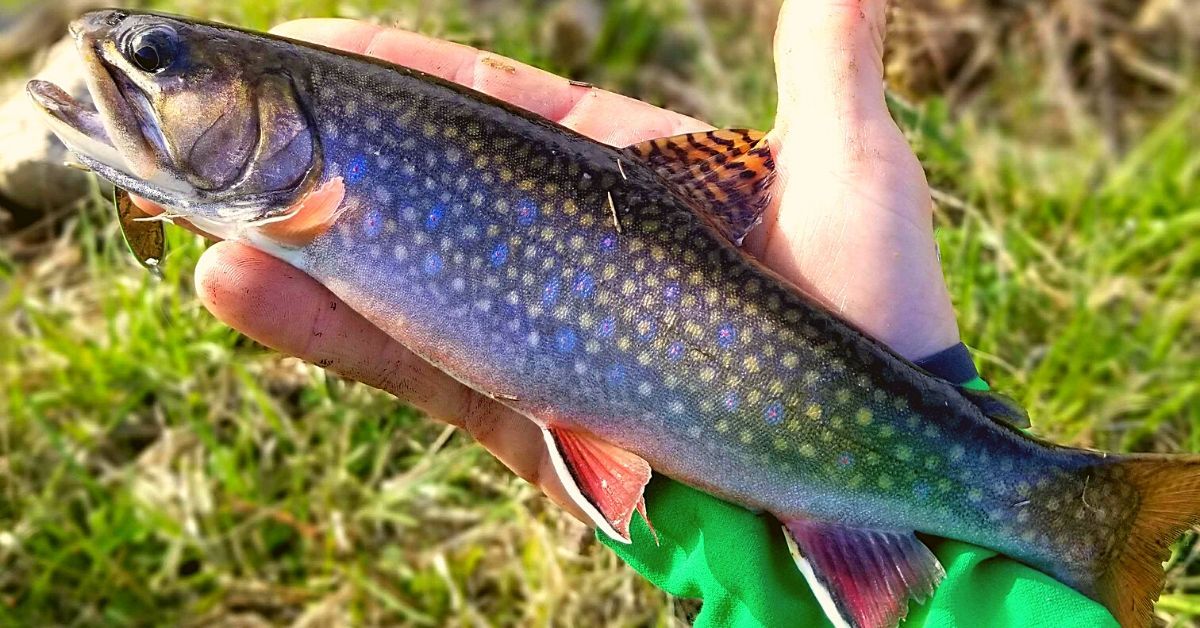 Trout Fishing's Best Kept Secret—Discovering