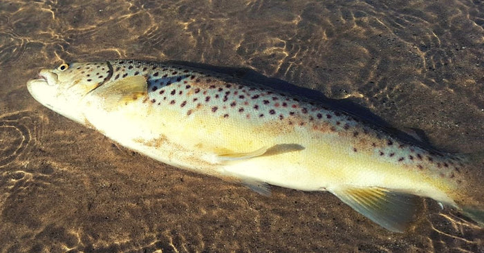 Fish a classic with Panther Martin inline spinners