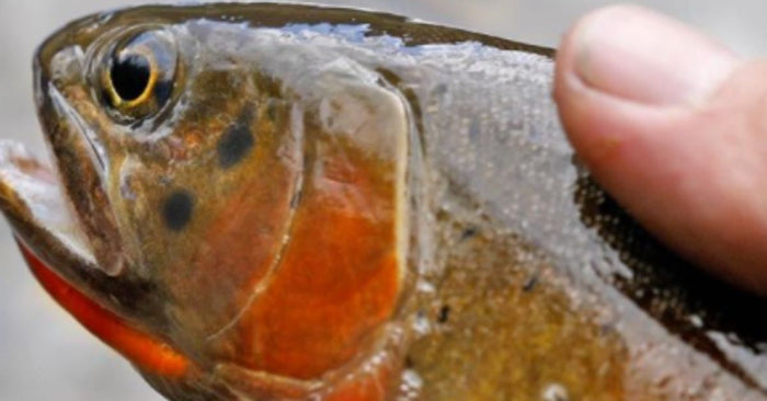 Catch And Release Trout Fishing: 5 Tips To Keep Fish Alive