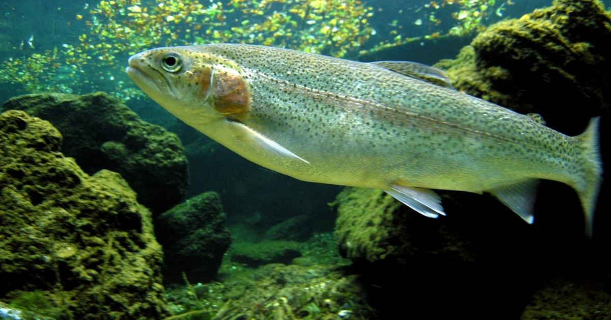 2 Trolling For Trout Tips You Need To Know For Catching Trophy Fish