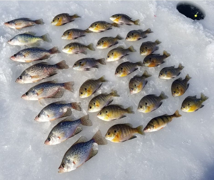 3 Topwater Baits You Can Throw Around The Spawn