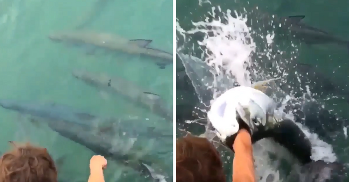 Gigantic Tarpon Attempts To Eat Man's Entire Arm