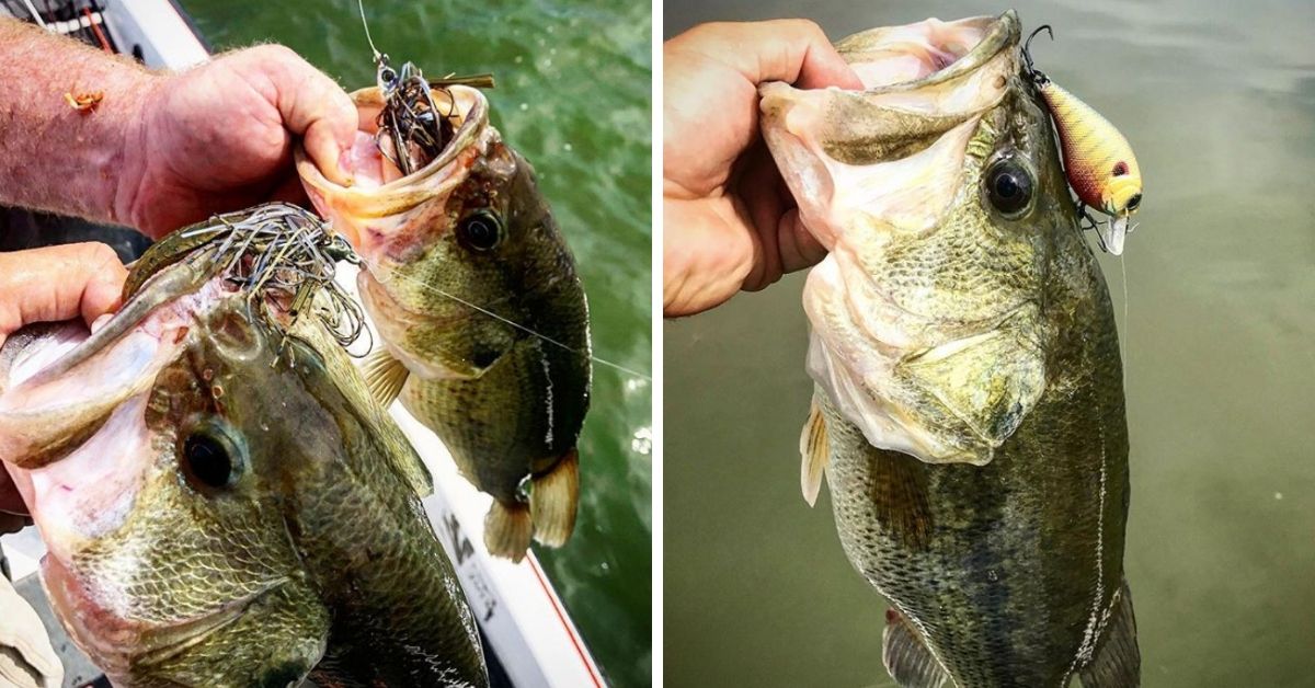 14 Pound Bass Caught From The Tennesee River