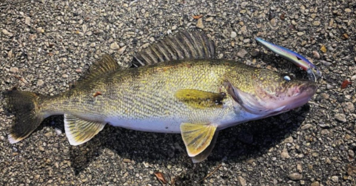 fall fishing lures LM Flat Jim's Jigs 400g / Super Glow will reflect light well Lures, Rigs, And Jigs That
