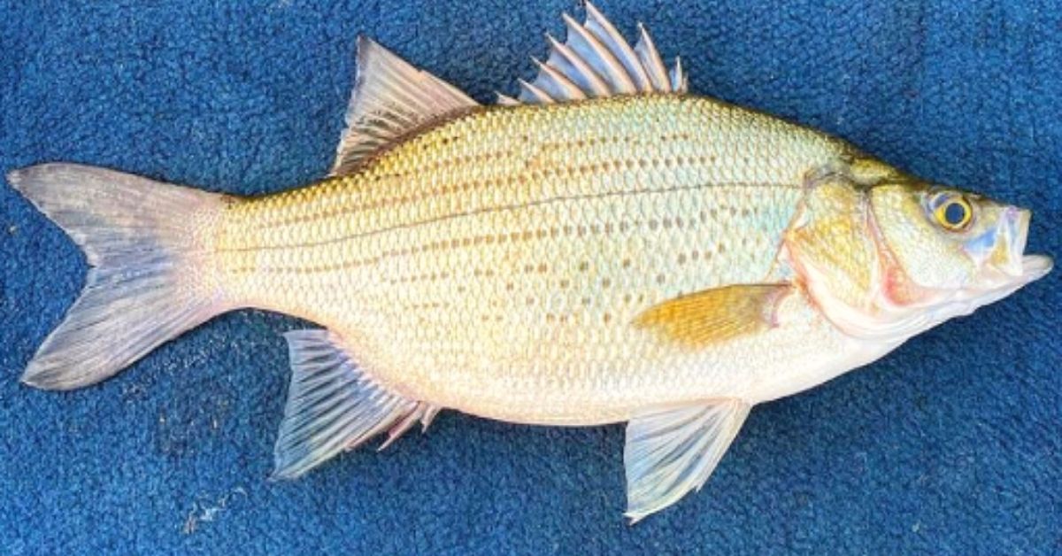How To Catch, Clean, And Cook White Bass (Blade Bait Bite)