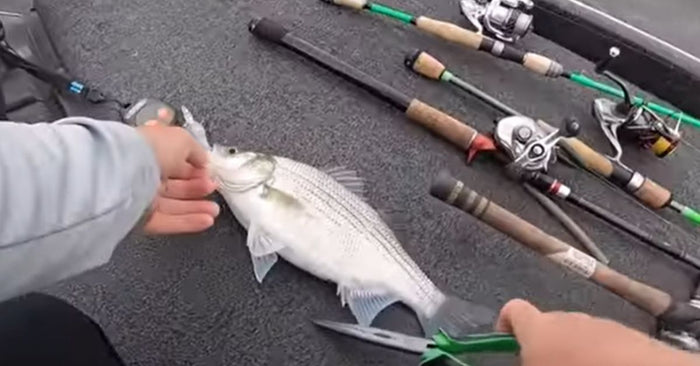 Fishing The White Bass Spawn: How To Catch And Cook One Of America's Most Underrated Fish