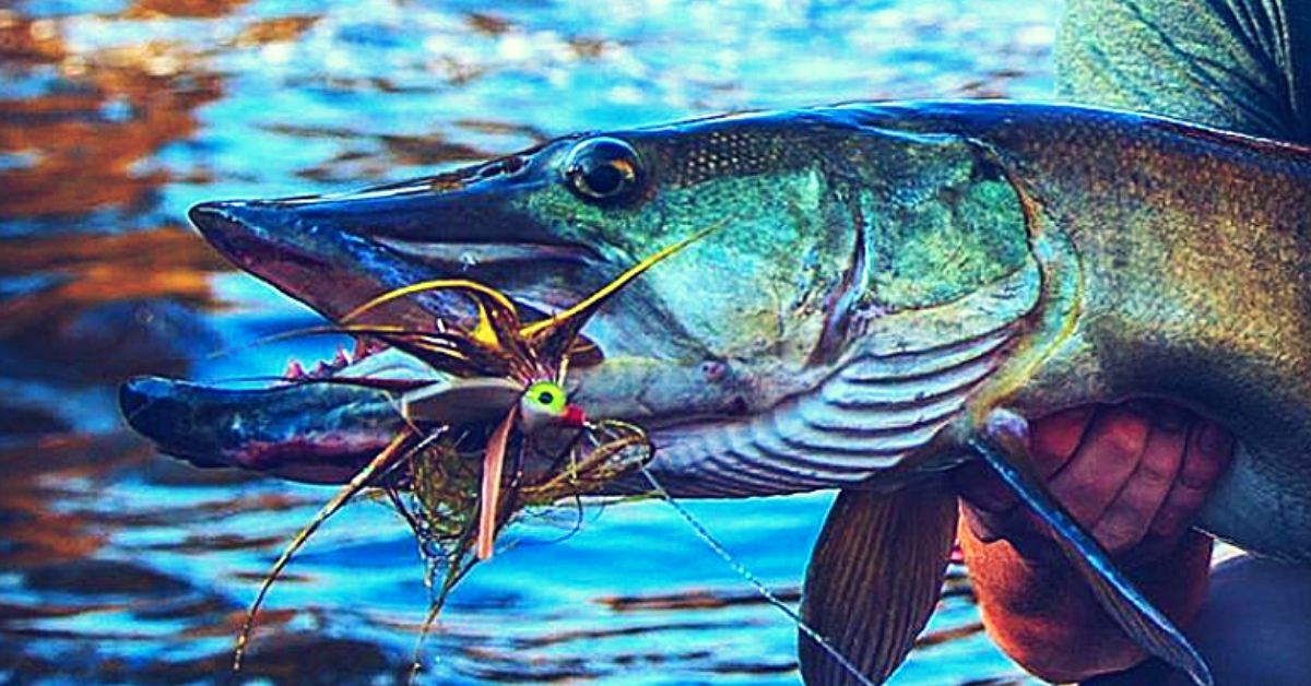 Musky Fly Fishing 101: How To Catch Musky On The Fly