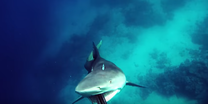 Spearfisherman BARELY Escapes An Angry Bull Shark Attack