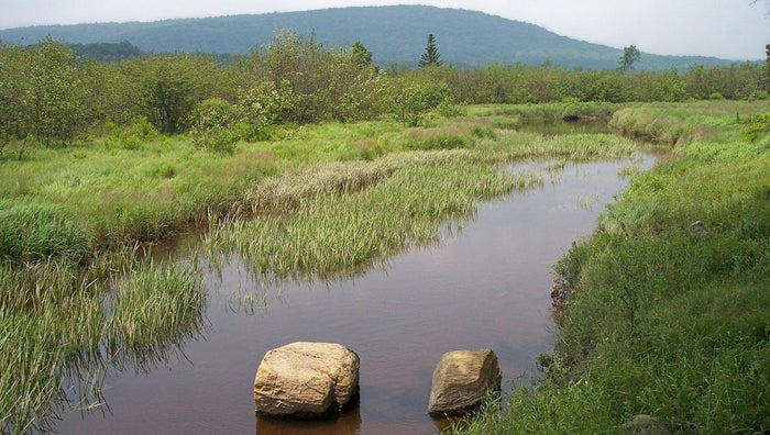 How To Catch Bass In Submerged Vegetation