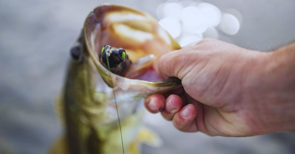 3 Topwater Frog Colors That Work Here, There, And Everywhere - 2021