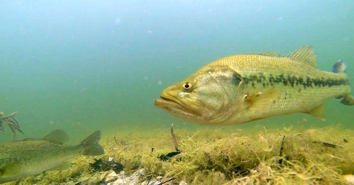 How, When, And Where To Hunt Down Giant Bass