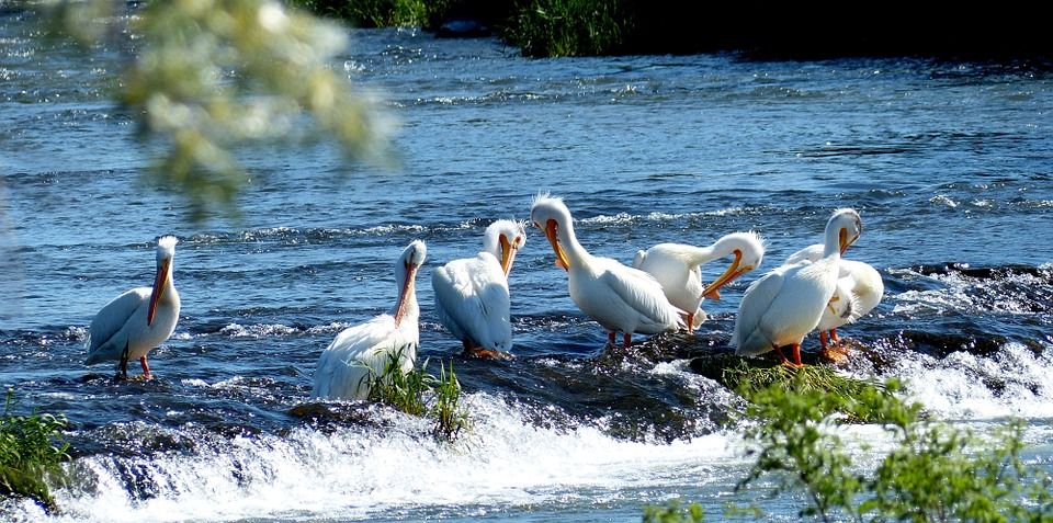 Why You Should Look To The Birds To Catch More Bass
