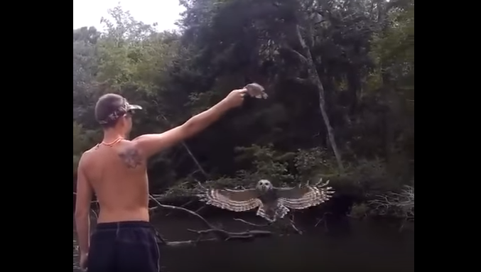 Owl Whisperers Serve Up Bream To Bird With Bare Hand
