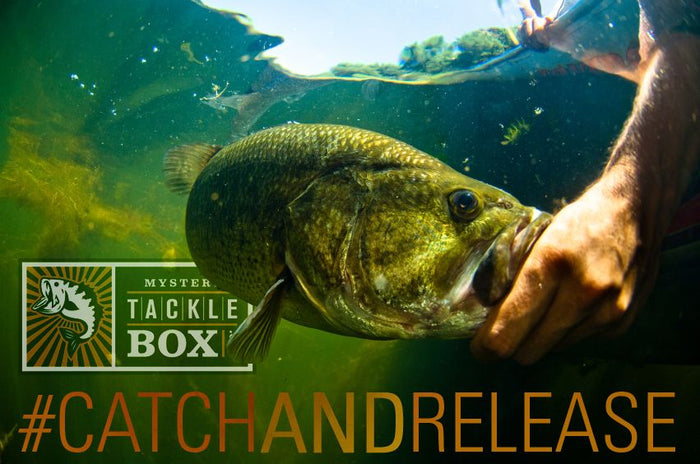 3 Reasons to Practice Catch and Release