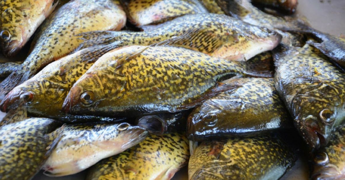 Wisconsin Angler Fined $25,000 For Hoarding 2,500 Panfish