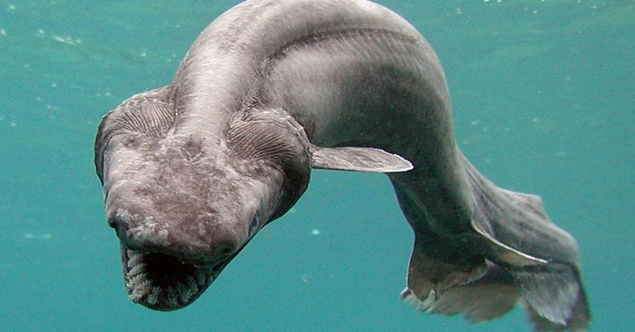 Rare, Terrifying, Dinosaur Shark Caught In Portugal
