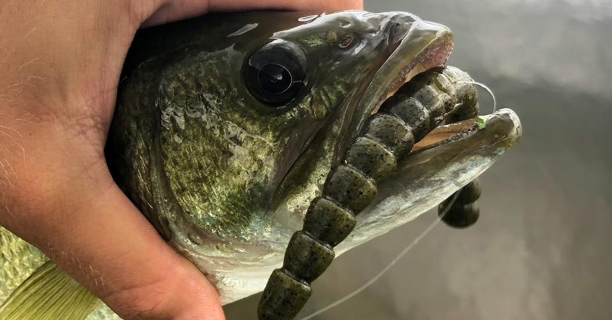 fish and hooks okeechobee 7 Craw Bladed Jig 5 Baits You Need For