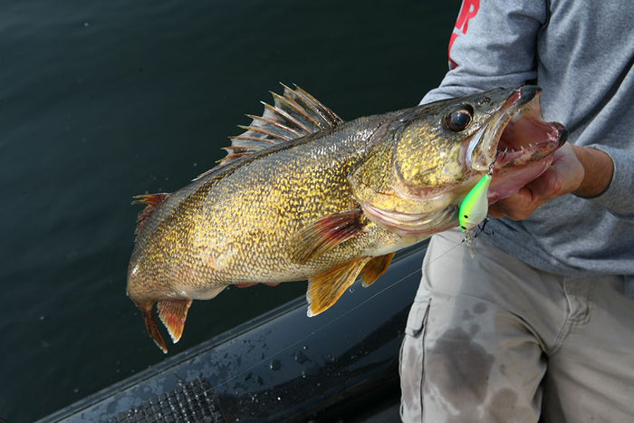 Where To Find, And How To Catch Winter Walleye