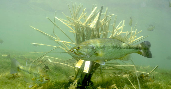 7 Species To Target During The Winter Months