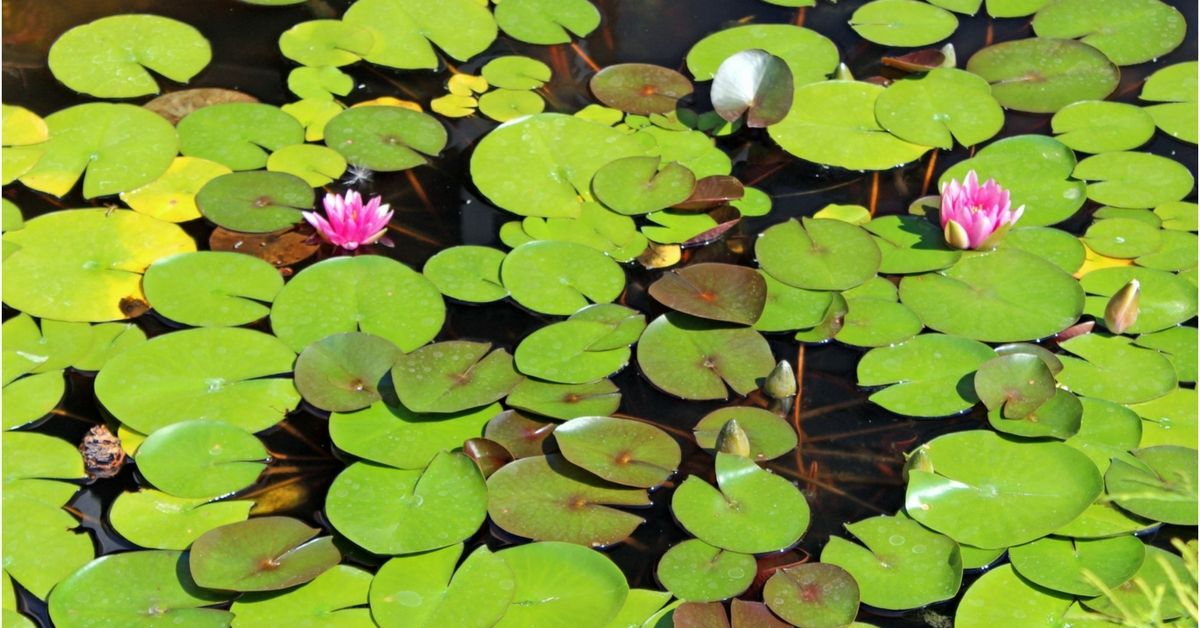 Fishing Lily Pads: How To Catch Big Bass In The Pads