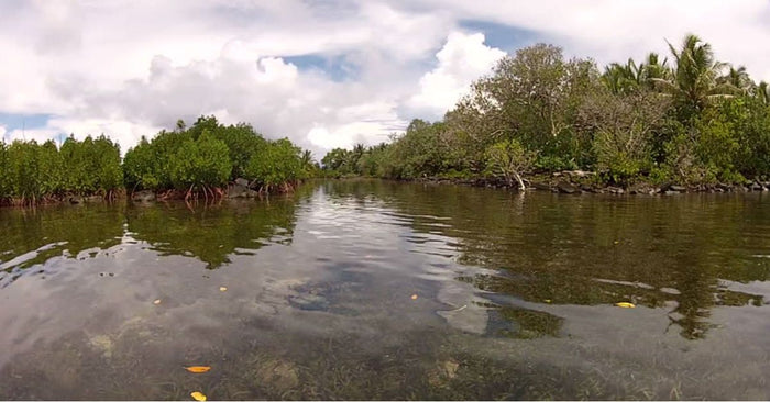 How To Catch Bass In Flooded Bushes And Submerged Timber
