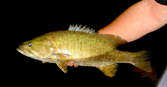 5 Ways To Catch Bass In Hot water