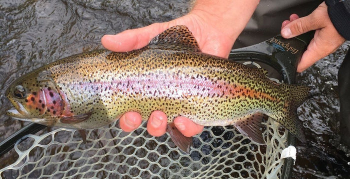 How To Find And Catch Winter Trout