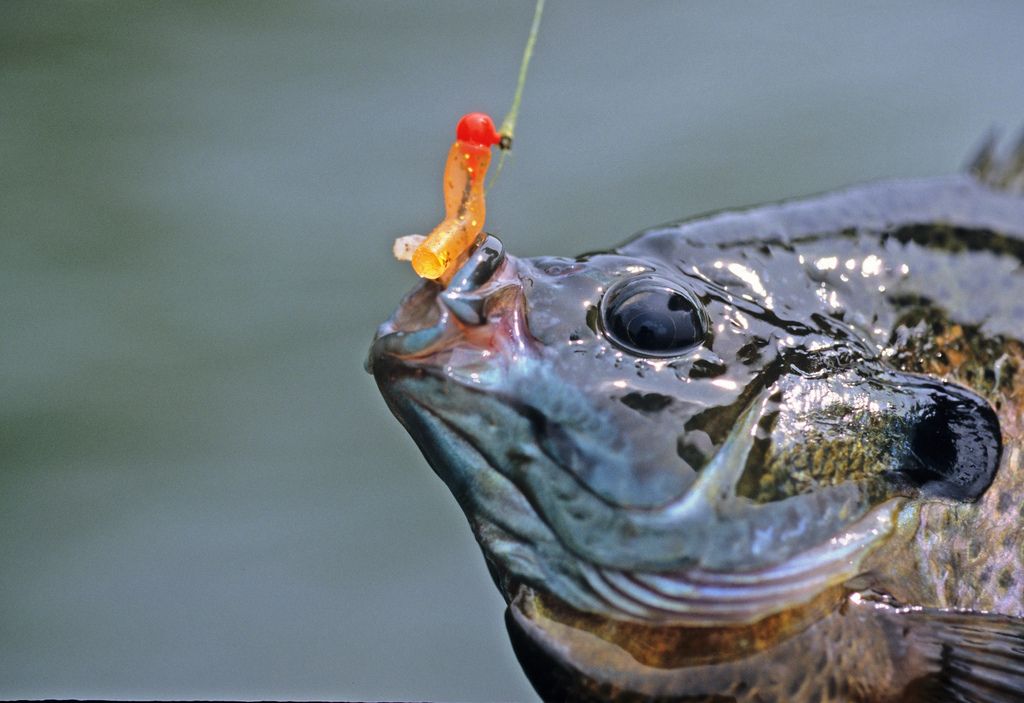 Summer Panfish Tips: How To Catch Slabs In The Heat