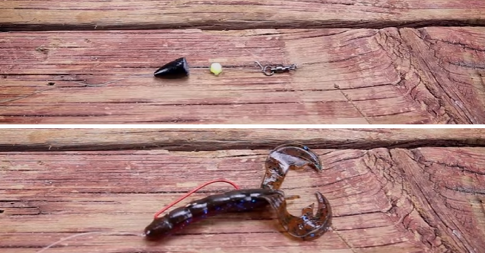 Carolina Rig Fishing 101: What You Need To Know