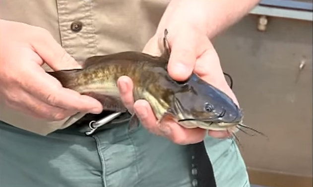 How To Hold A Catfish Properly And Safely