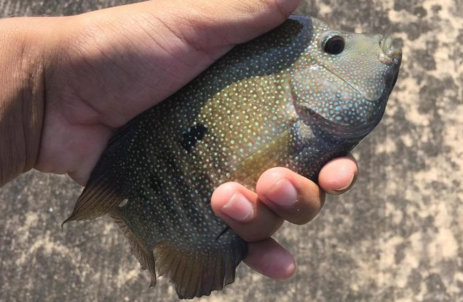 Can You Identify These 11 Mystery Fish?