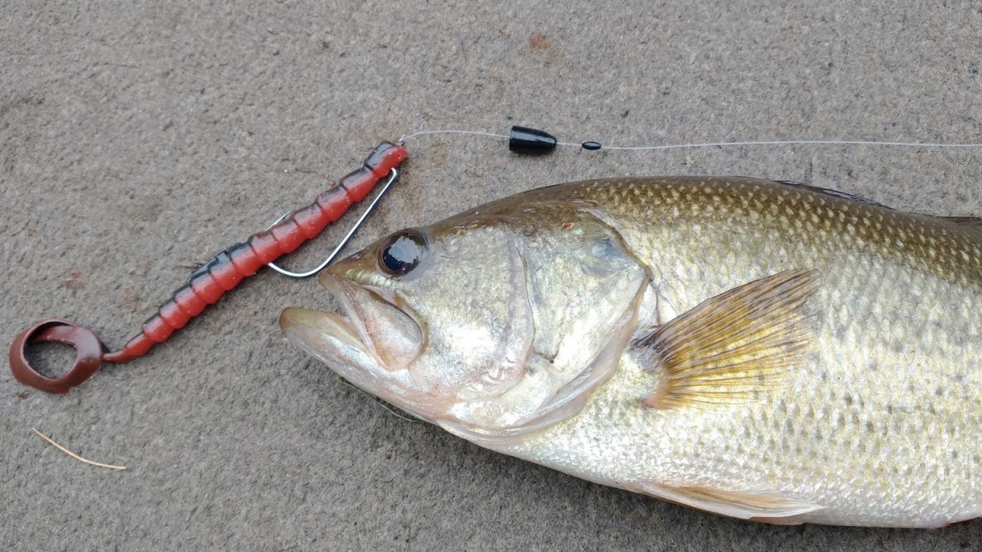 all texas rig fishing lures Bass Starter Kit Your all in one Texas rig fishing kit featuring soft plastic fishing lures How to Fish a Texas