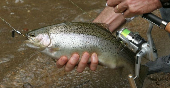 How To Fish Inline Spinners For Trout All Year Long
