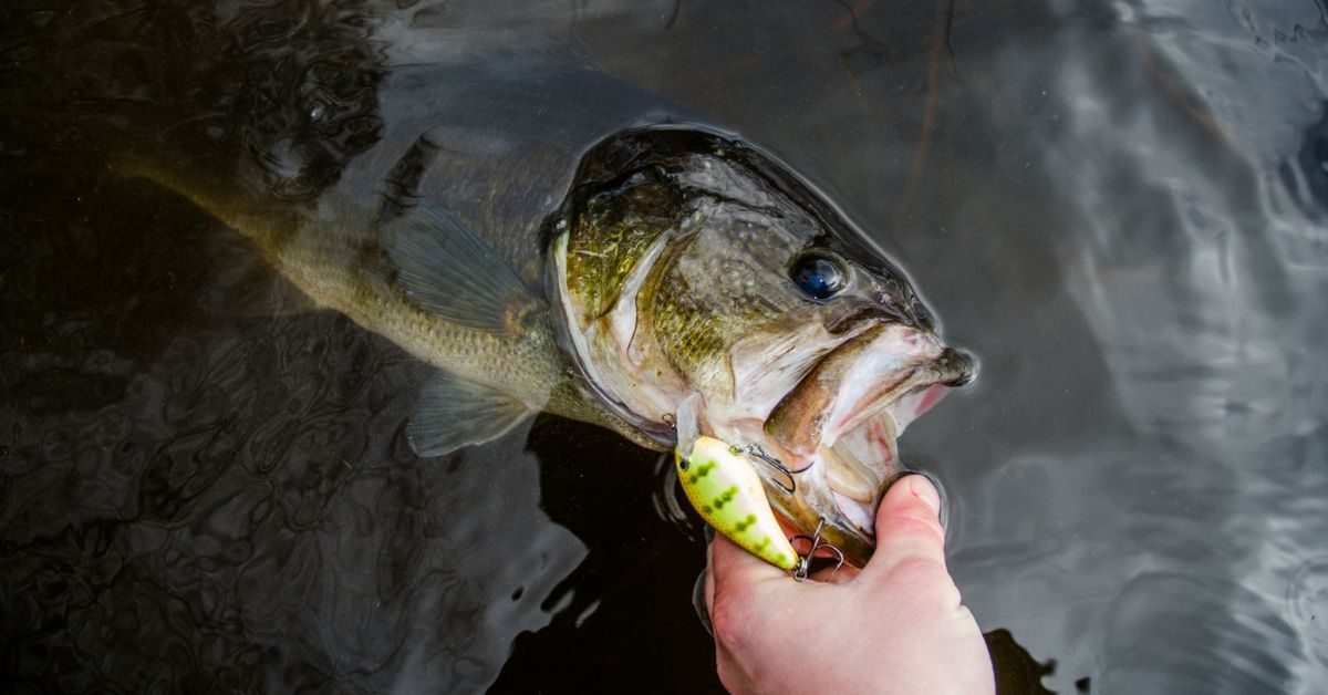 Crankbait Hookup Tips: How To Land More Bass On Crankbaits