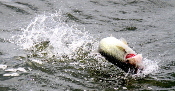 How To Catch Topwater Bass From Dawn To Dusk