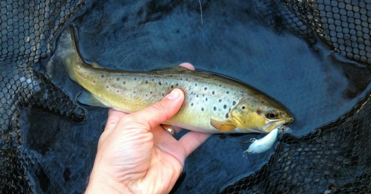Micro Cranking For Trout: Using Little Cranks For Big Bites