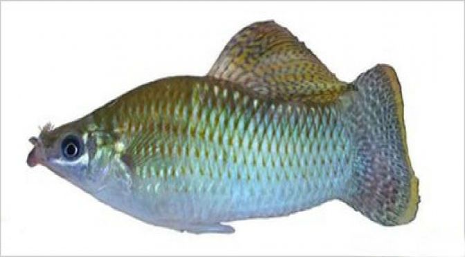 Movember Underwater:  This Mexican Fish Grows Mustache To Attract Females