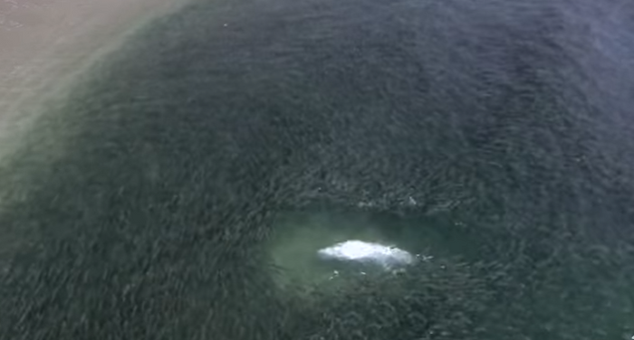 Must Watch Insane Drone Footage Of Florida's Mullet Run
