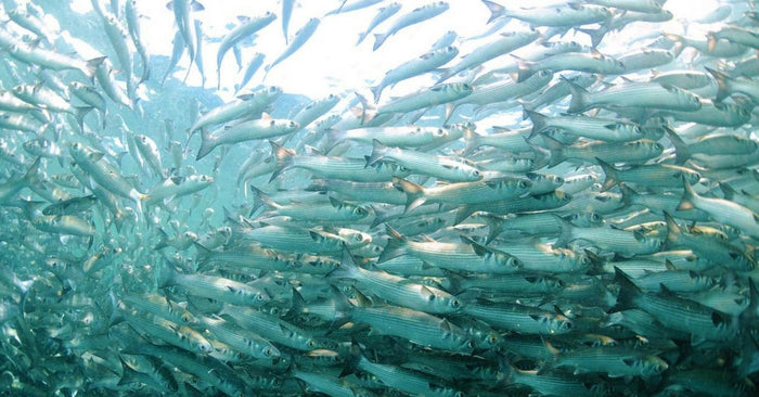 The Mullet Run Is On! Explaining The Phenomenon