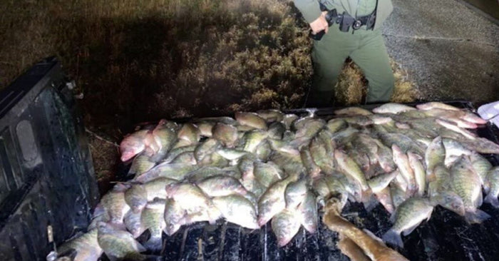 Crappie Angler Busted  With 152 Fish Over The Legal Limit