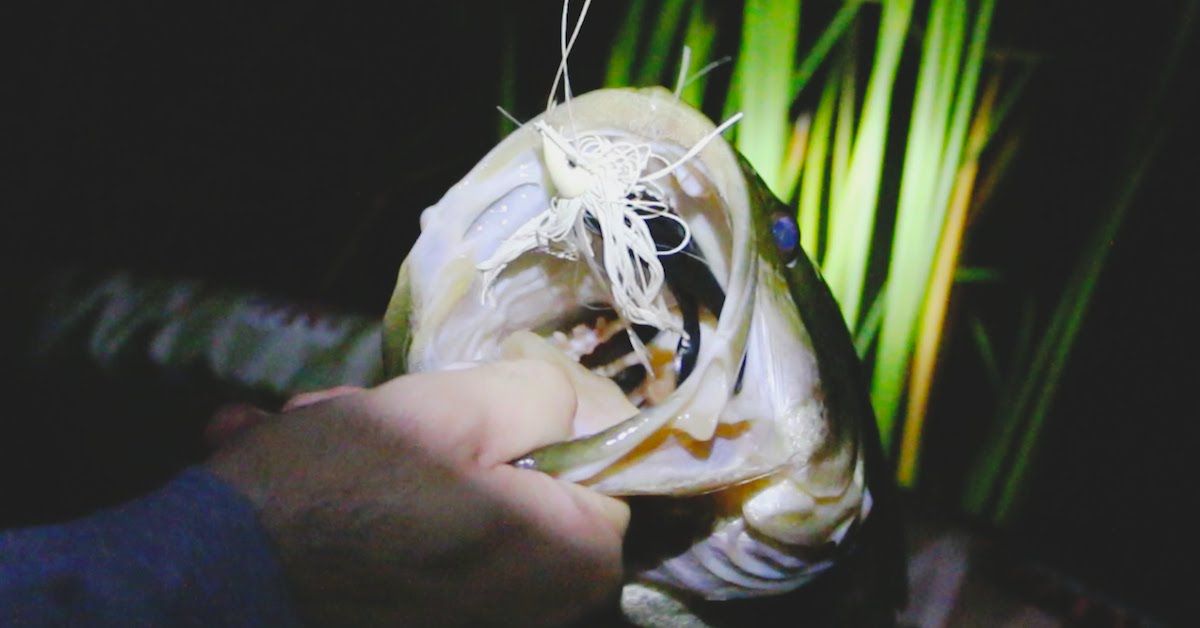 Summer Night Fishing: Catching Bass In The Dark