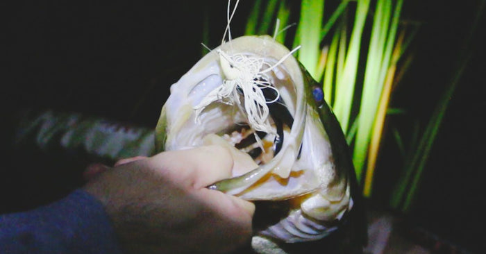 5 Methods To Catching Midnight Bass