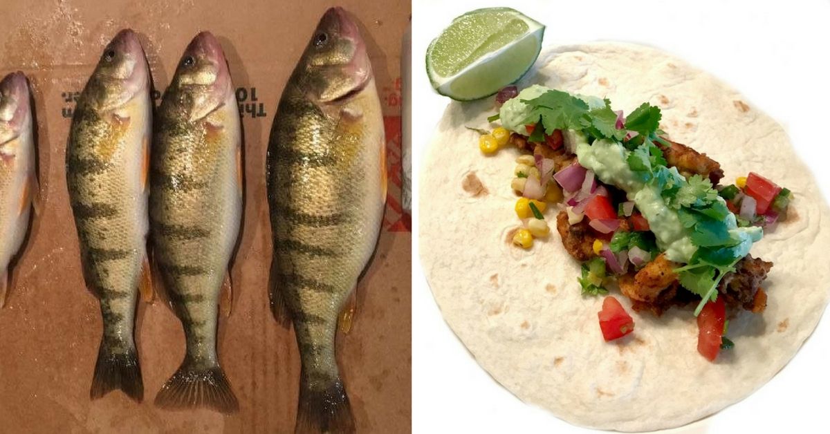 Crispy Perch Taco Recipe with Creamy Avocado Jalapeno Sauce and Corn Pico De Gallo