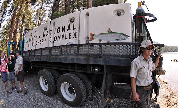 Trout Stocking: How To Find Out When And Where