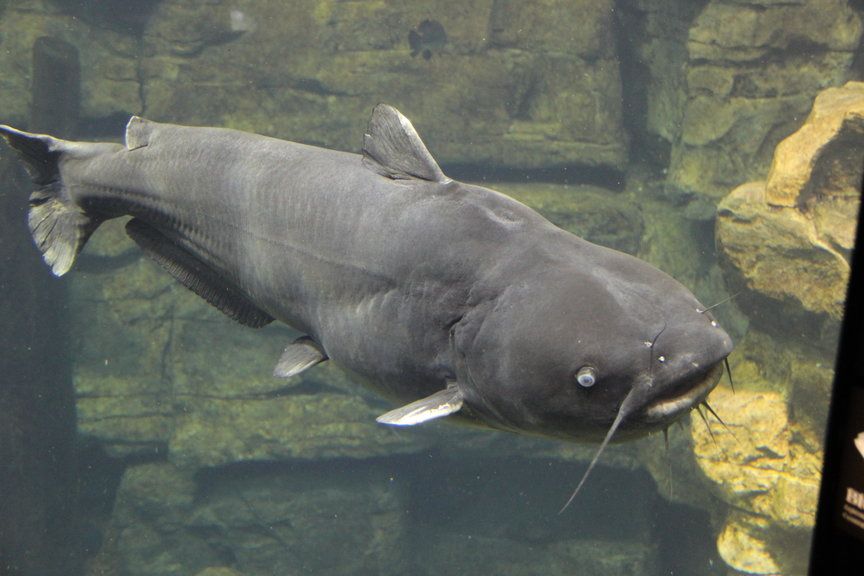 10 Catfishing Tips For Any Angler