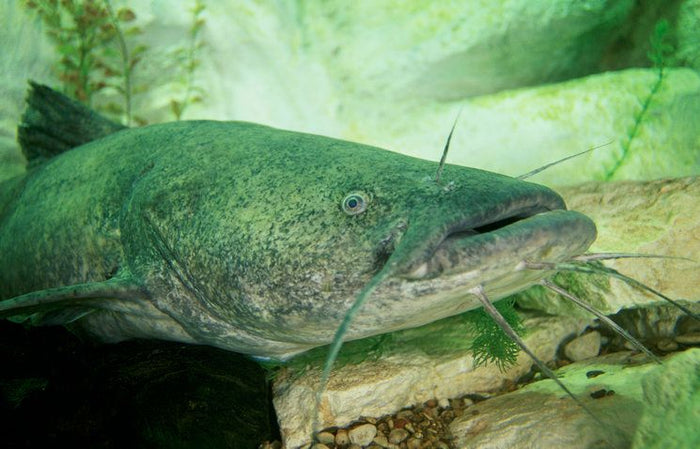 Catfishing In Lakes: Bait, Tackle, and Location