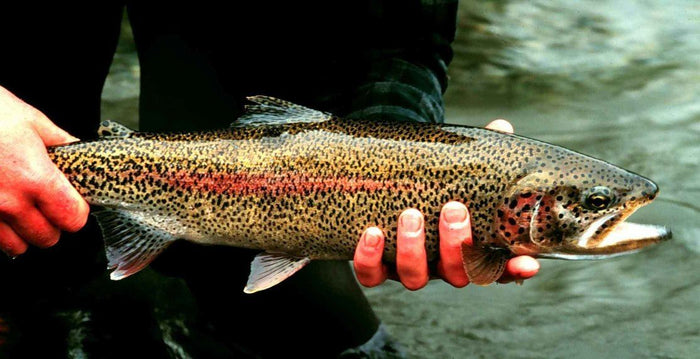 7 Things You Need To Start Trout Fishing