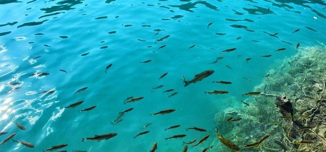 Power and Finesse Fishing Techniques For Clear Water:
